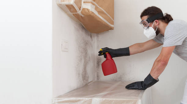 Professional Basement Mold Removal technician working in Evans, GA
