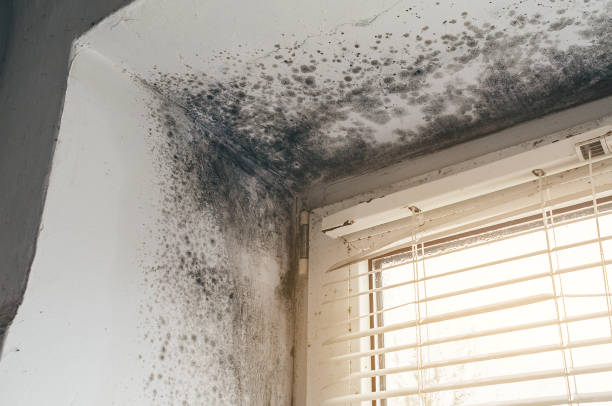 Affordable Basement Mold Removal solutions in Evans, GA