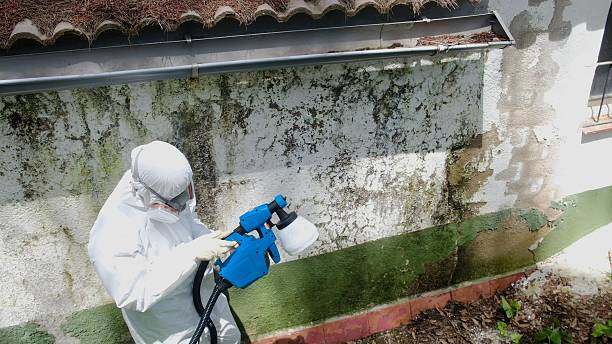 Top rated local Basement Mold Removal specialists in Evans, GA